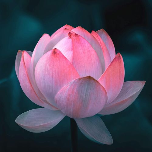 Stylized image of a lotus flower symbolizing balance.